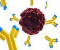 Antigen immunotherapy