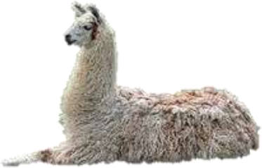 Antigen immunotherapy Llama