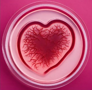 Agar art made using bacterial colonies, inspired by Vivien Theodore Thomas