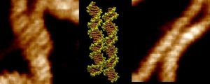 Atomic force microscopy and molecular dynamics simulations showing DNA strands zipping together. Credit: Professor Agnes Noy, University of York